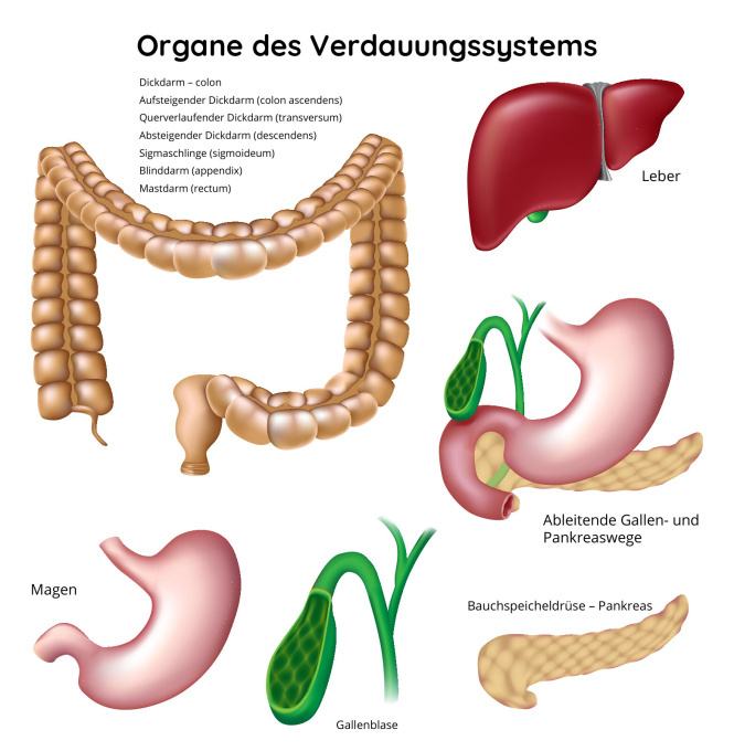 Organe des Verdauungssystems