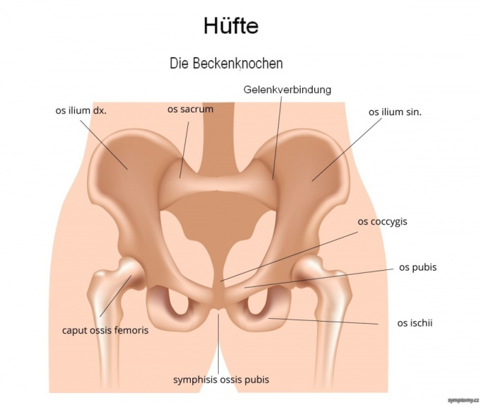 Die Beckenknochen