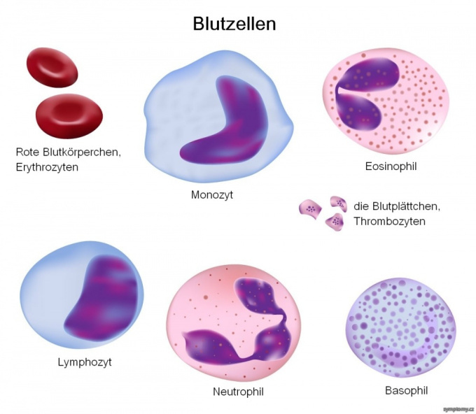 Blutzellen