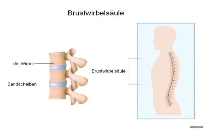 Brustwirbelsäule