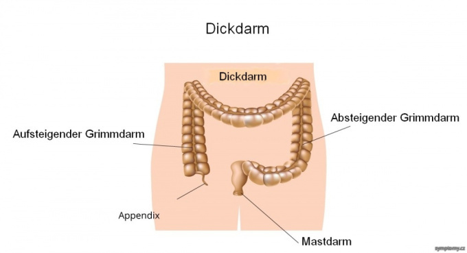 Dickdarm