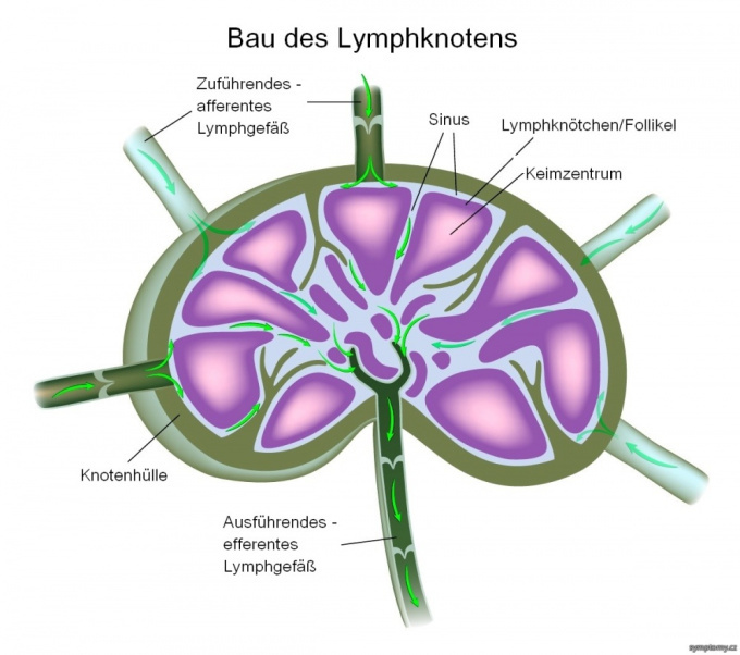 Bau des Lymphknotens