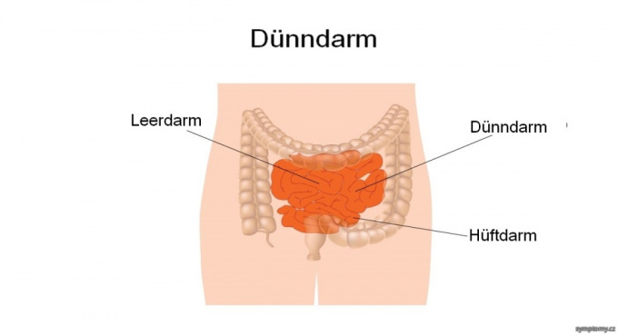 Dünndarm
