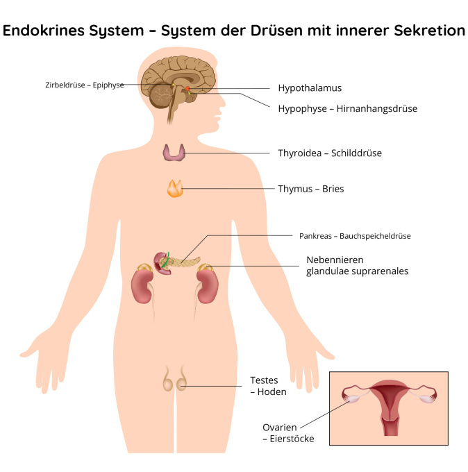 Endokrines System – System der Drüsen mit innerer Sekretion