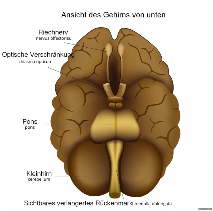 Ansicht des Gehirns von unten