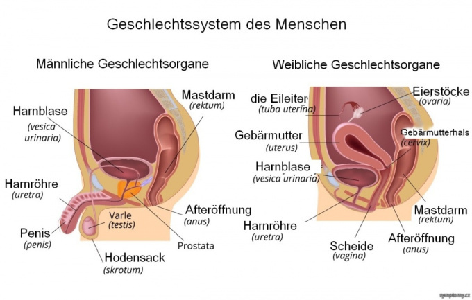 Männliche und weibliche Geschelchtsorgane