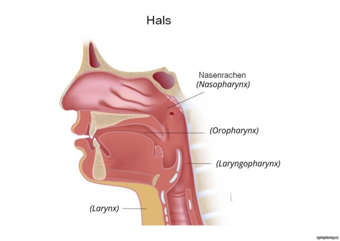 Anatomie des Halses