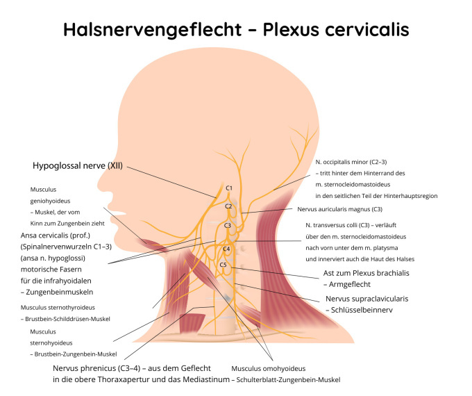 Halsnervengeflecht – Plexus cervicalis