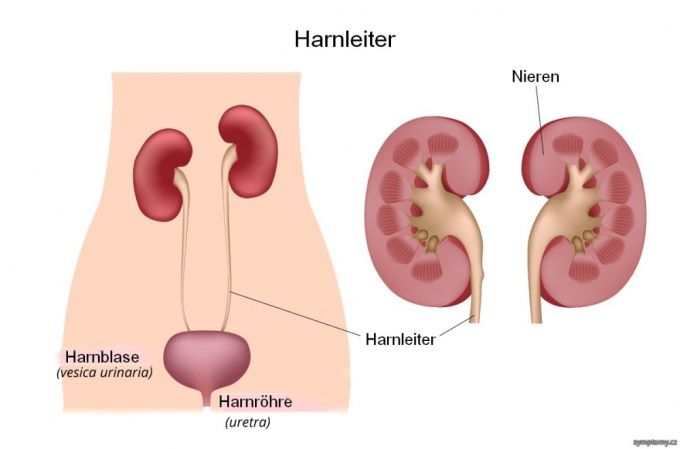 Harnleiter