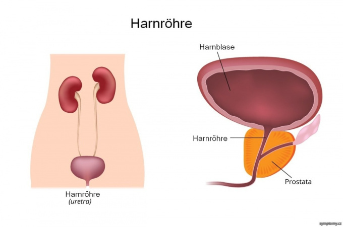 Harnröhre