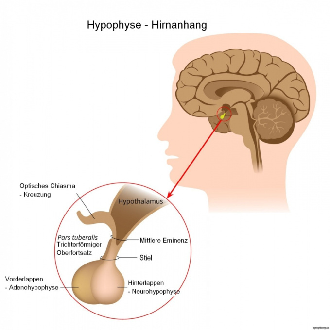 Hypophyse - Hirnanhang