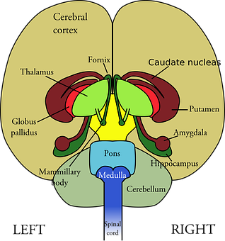 Hypothalamus