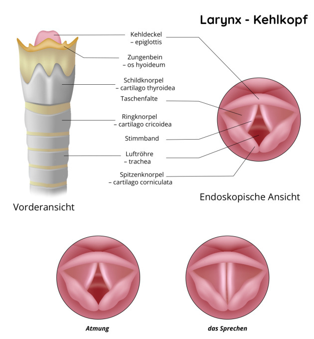 Larynx – Kehlkopf