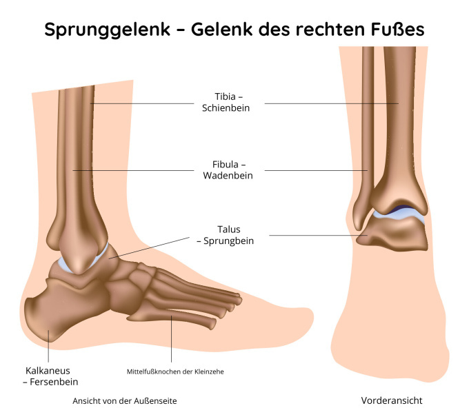 Sprunggelenk – Gelenk des rechten Fußes
