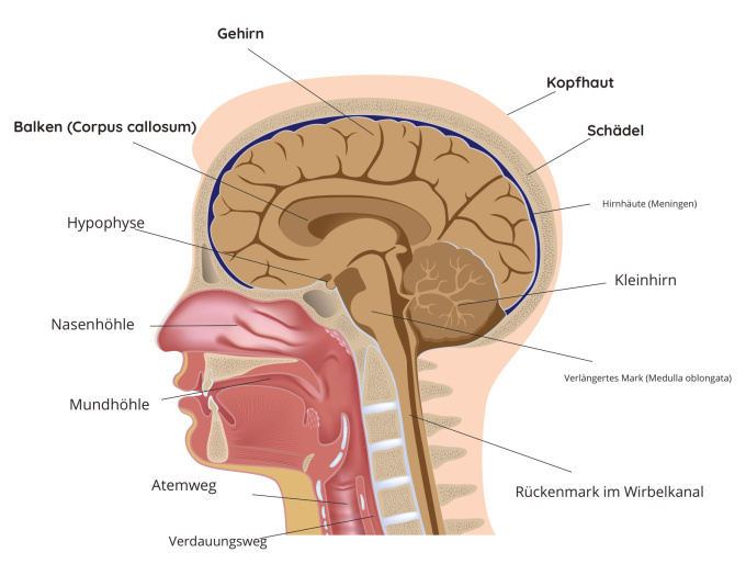 GehirnBalken (Corpus callosum)KopfhautSchädel