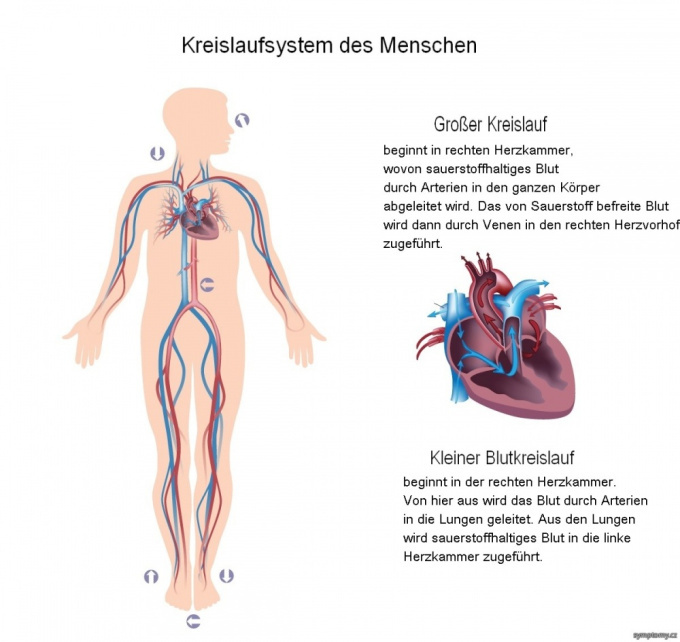 Kreislaufsystem des Menschen