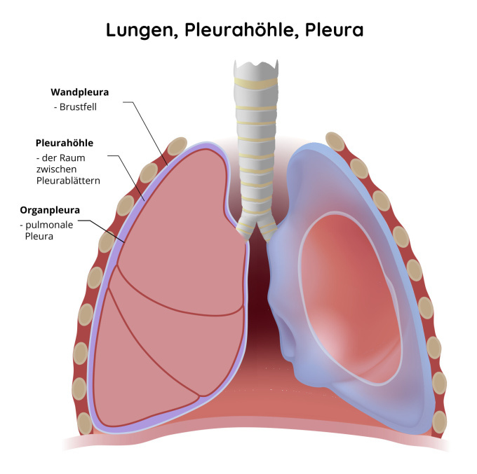 Lungen, Pleurahöhle, Pleura