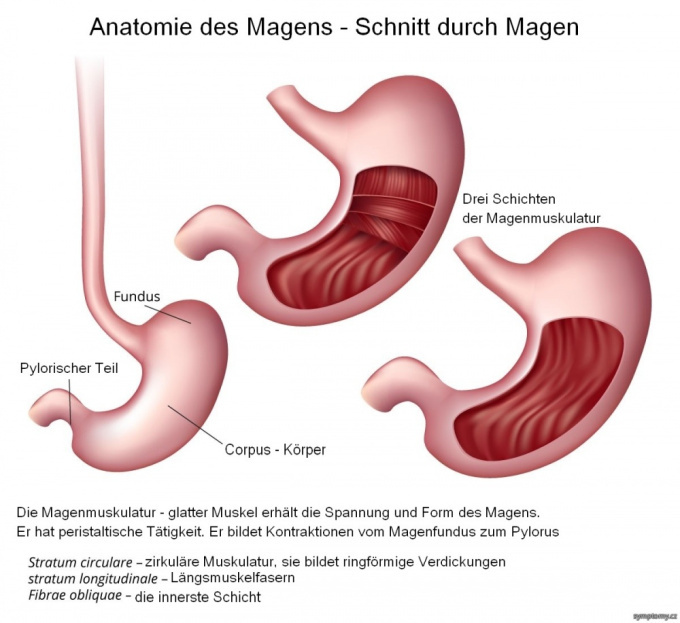 Anatomie des Magens
