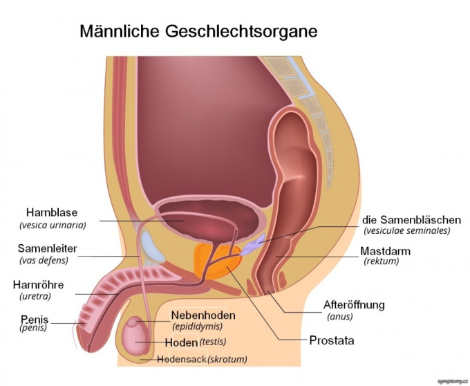 Männliche Organe