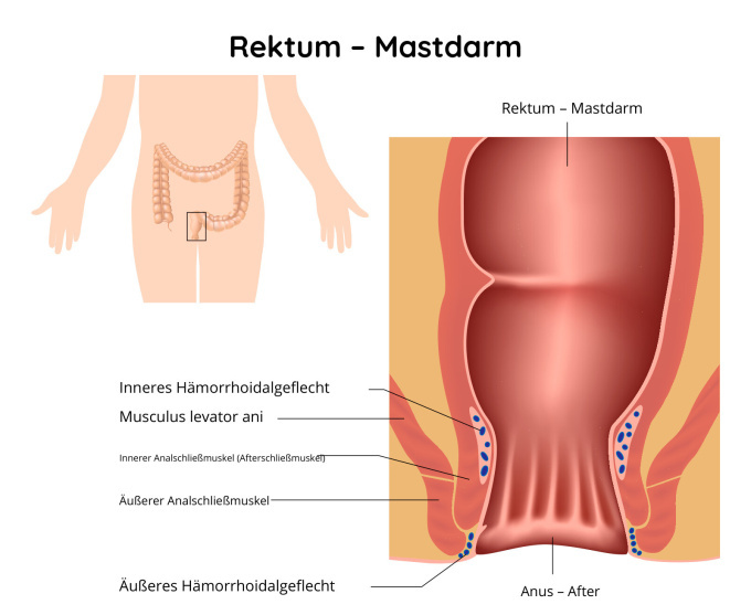Rektum – Mastdarm