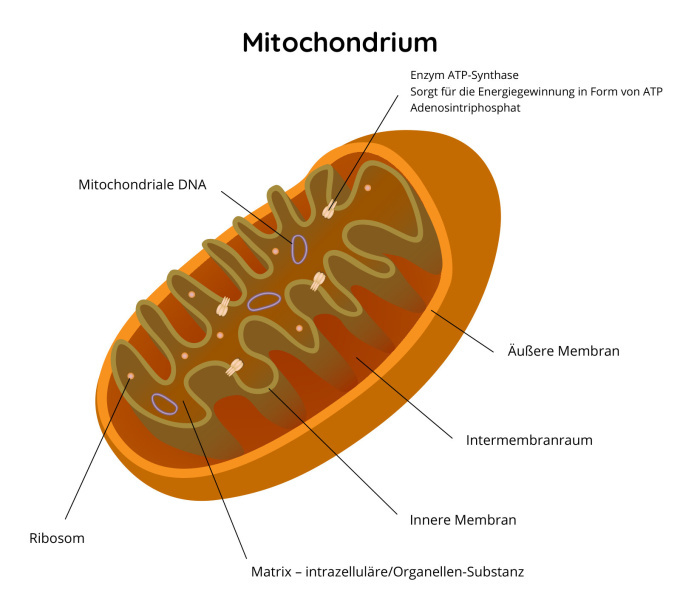 Mitochondrium