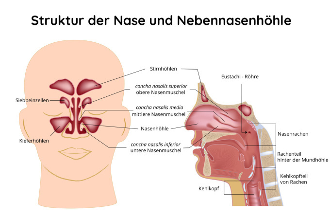 Nase und Nebennasenhöhlen