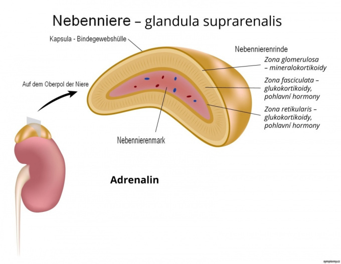 Nebenniere