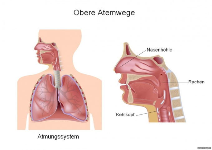 Obere Atemwege