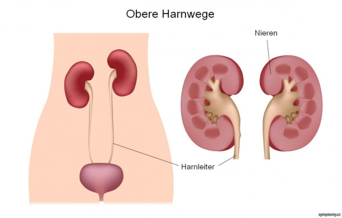Obere Harnwege