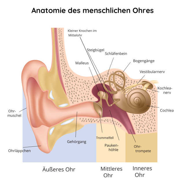 Anatomie des menschlichen Ohres