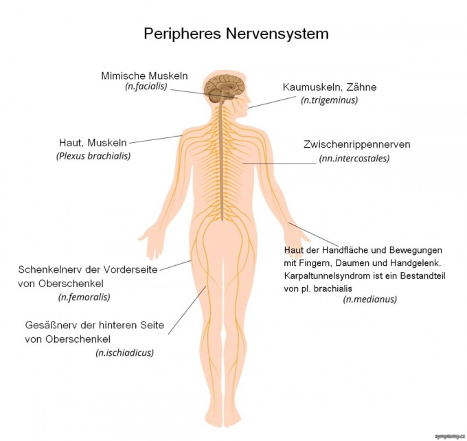 Peripheres Nervensystem