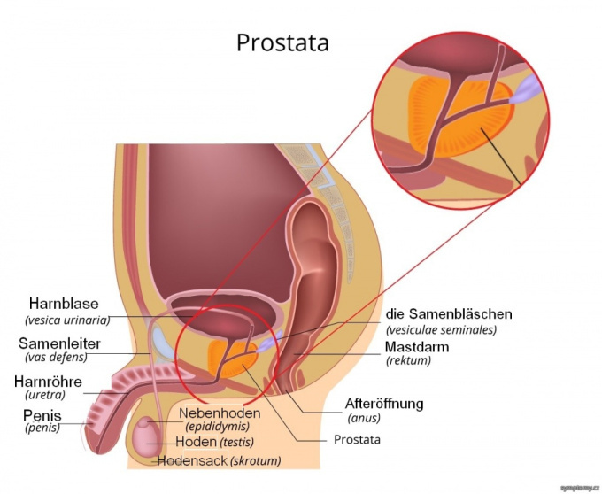 Anatomie der Prostata