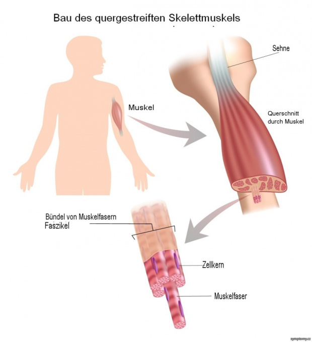 Bau des quergestreiften Skelettmuskels