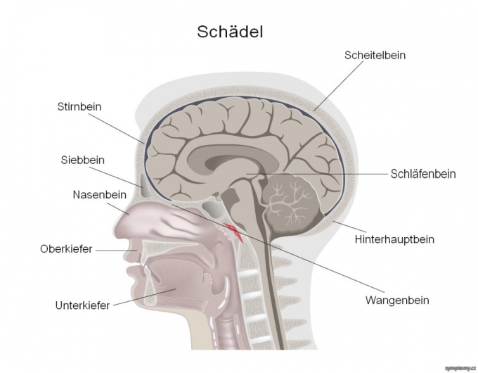Schädel