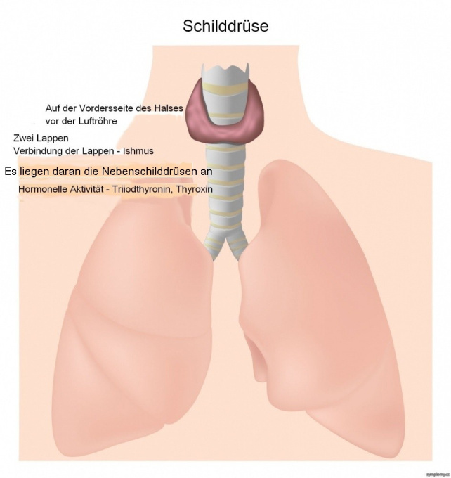 Schilddrüse.jpg