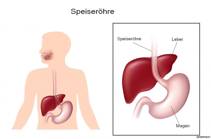 Speiseröhre