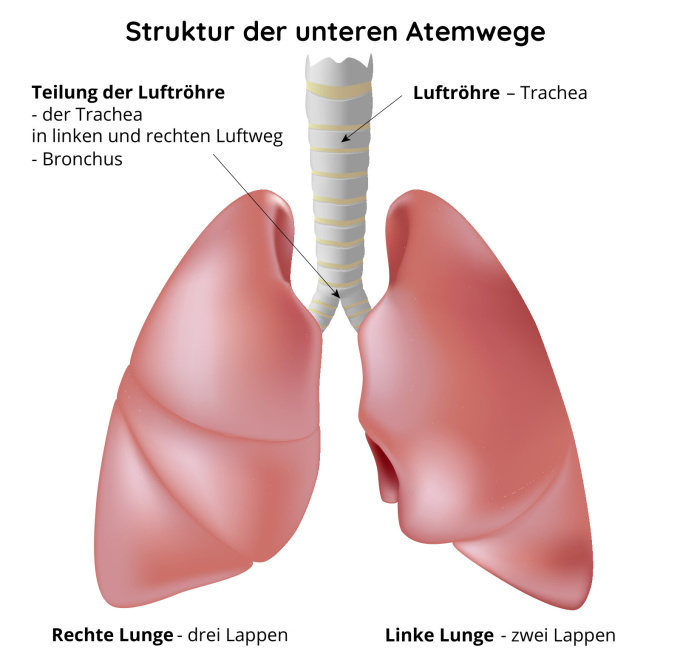 Struktur der unteren Atemwege