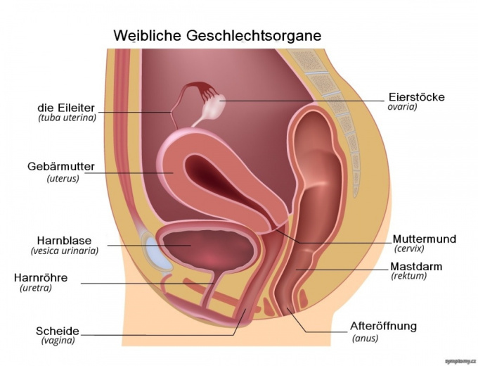 Weibliche Geschlechtsorgane