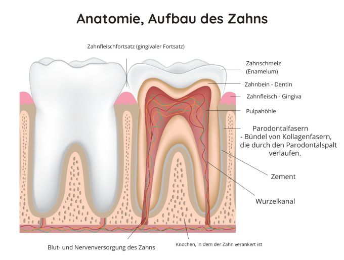 Anatomie, Aufbau des Zahns