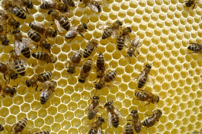 Bienenwabe
