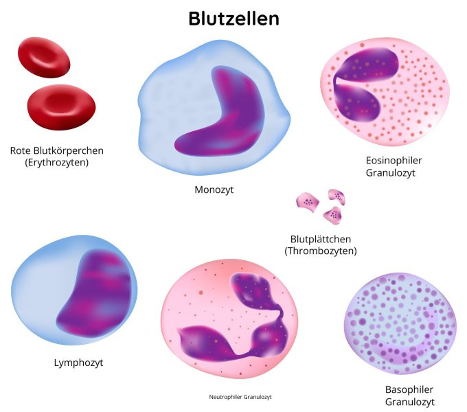 Blutzellen