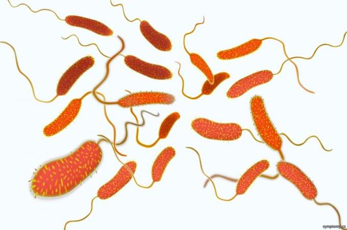 Bakterien Vibrio cholerae - Erreger der Cholera