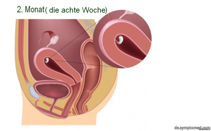 Die achte Woche der Schwangerschaft