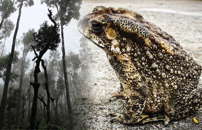 Ein giftiger Frosch