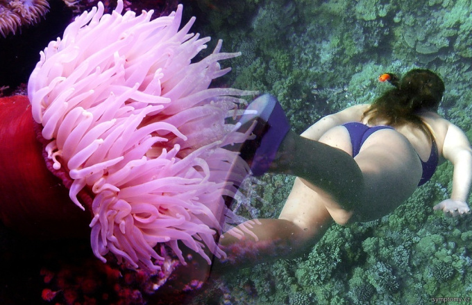 Eine der giftigen Seeanemonen