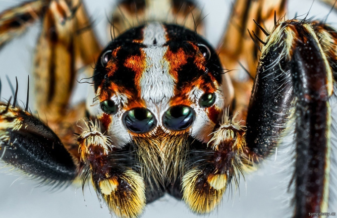 Eine giftige Spinne