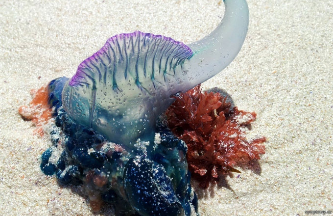 Giftige Tiere im Meer