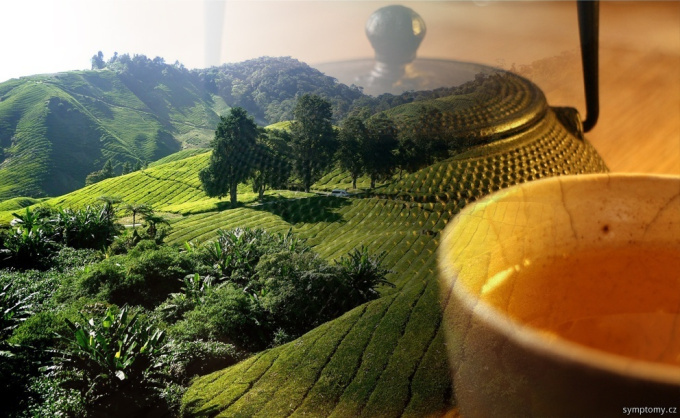 Teeplantagen