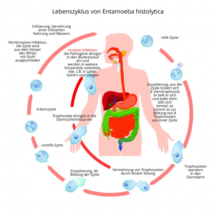 Lebenszyklus von Entameoba histolytica