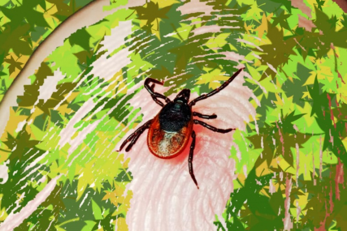 Borelioza a ixodes ricinus,die Zecke